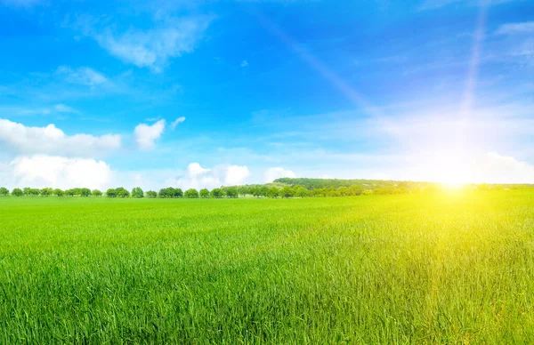 緑の小麦畑と地平線上に明るい日の出 広い写真 ロイヤリティフリーのストック写真