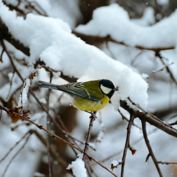 Une Mésange Sur Une Branche Arbre Recouverte Neige — Photo