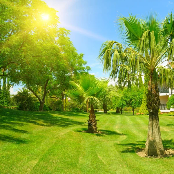 Palme Auf Grünem Rasen Und Sonne Konzept Urlaub Und Reisen — Stockfoto