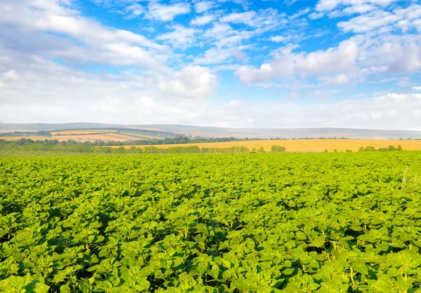 Grüne Wiese Mit Sonnenblumen Und Blauem Himmel Agrarlandschaft — Stockfoto