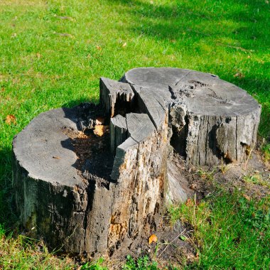Bahar ormanındaki ağaç kütüğü yeşil bir çayırda.