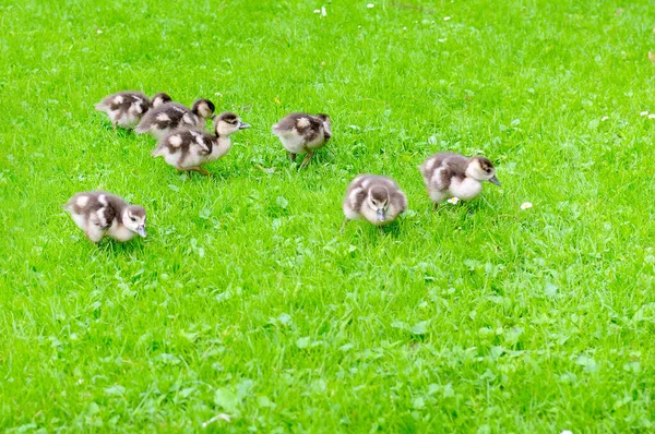 Funny Ducklings Green Lawn — Stock Photo, Image