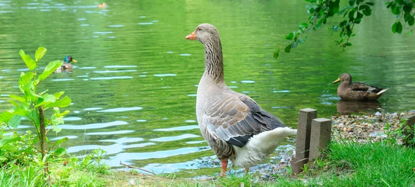 Gray Domestic Goose Stands Shore Lake Wide Photo — Stock Photo, Image