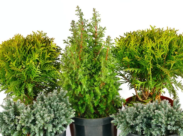 Juniper Cypress Thuja Flower Pots Isolated White Background — Stock Photo, Image
