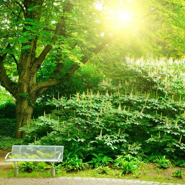 Árvores Arbustos Jardim Verão Dia Ensolarado Brilhante — Fotografia de Stock