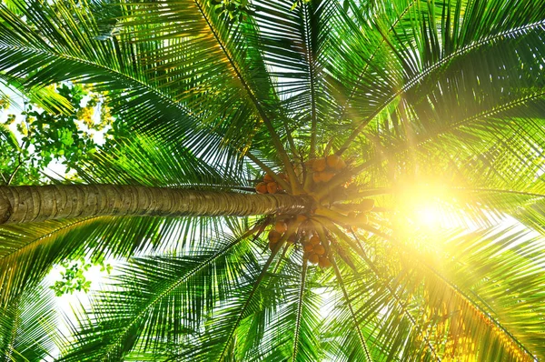 Palma Kokosowa Bujnymi Liśćmi Dojrzałymi Kokosami Przez Koronę Drzewa Wino — Zdjęcie stockowe