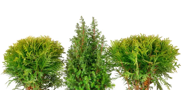 Little Thuja Cypress Isolated White Background Wide Photo — Stock Photo, Image