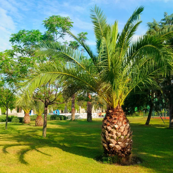 Palmera Césped Hierba Verde Sol Concepto Vacaciones Trave —  Fotos de Stock