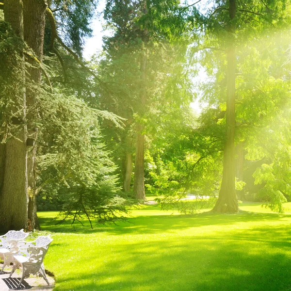 Прекрасный Парк Весной Ярким Солнцем Сияющим Сквозь Деревья — стоковое фото