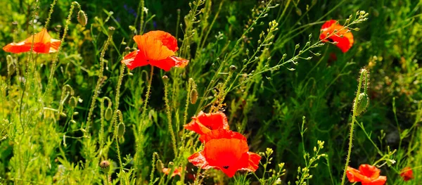 Hermosas Amapolas Rojas Campo Con Enfoque Selectivo Foto Amplia — Foto de Stock