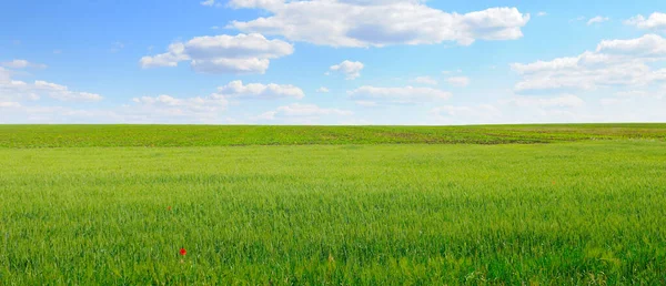 Yeşil Buğday Tarlası Mavi Gökyüzü Tarım Arazisi Geniş Resim — Stok fotoğraf