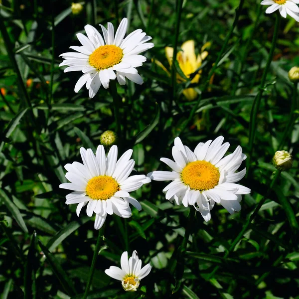 White Garden Chamomile Bright Sunny Day — Stock Photo, Image