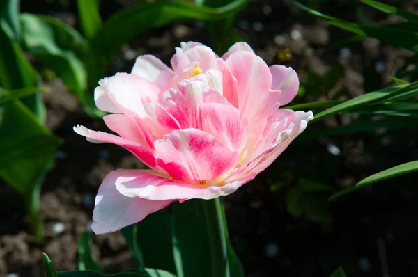 Pink Tulips Spring Garden Beautiful Background Greeting Card — Stock Photo, Image
