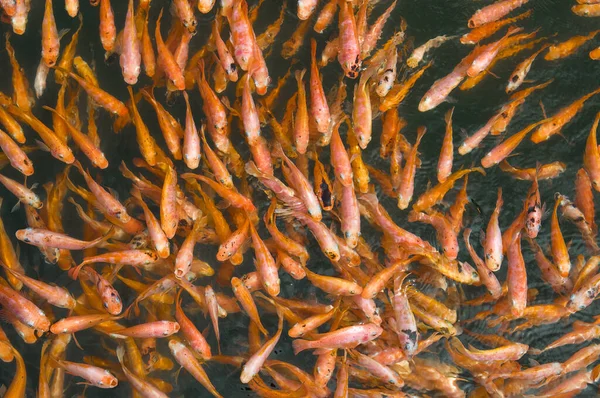 Kırmızı Koi Balığı Pek Çok Küçük Balığın Parlak Arkaplanı Stok Fotoğraf
