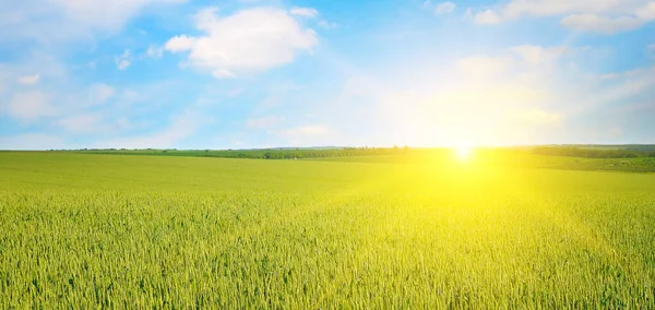 Grünes Weizenfeld Und Strahlender Sonnenaufgang Über Dem Horizont Großes Foto — Stockfoto