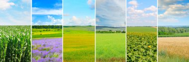 Yeşil alanın panoramik manzarası ve açık bulutlu mavi gökyüzü. Kolaj. Geniş resim..