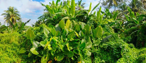 Moitas Tropicais Coqueiros Monstros Manguezais Ampla Foto — Fotografia de Stock