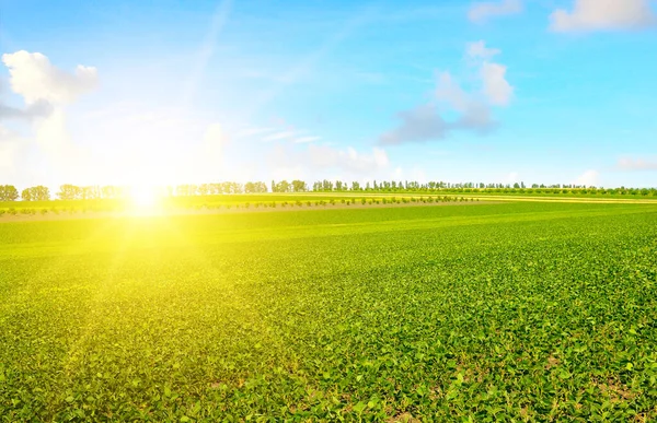 Feld Mit Grünen Sojabohnensprossen Und Sonnenaufgang — Stockfoto