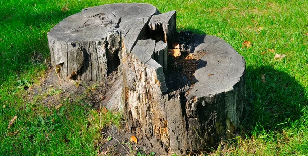 Boomstronk Het Voorjaarsbos Een Groene Weide Brede Foto — Stockfoto