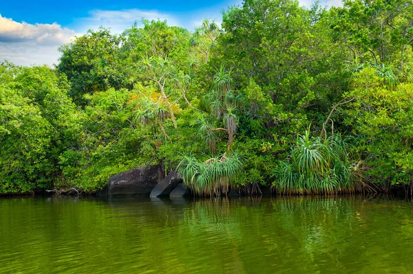 Tropische Mangroven See Und Blauer Himmel Reise Und Urlaubskonzept — Stockfoto