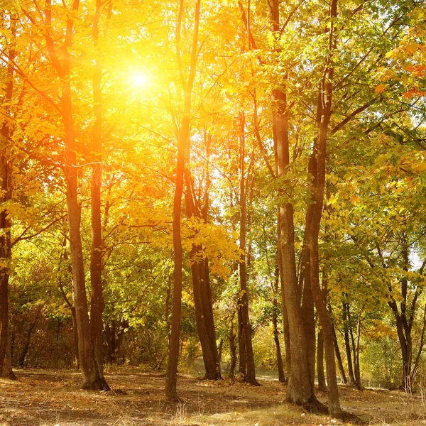 Hermoso Parque Otoño Con Los Árboles Amarillos Tiempo Soleado — Foto de Stock