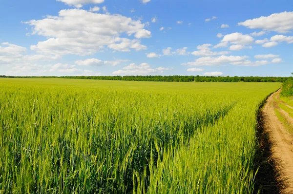 Grünes Weizenfeld Und Blauer Himmel Agrarlandschaft — Stockfoto