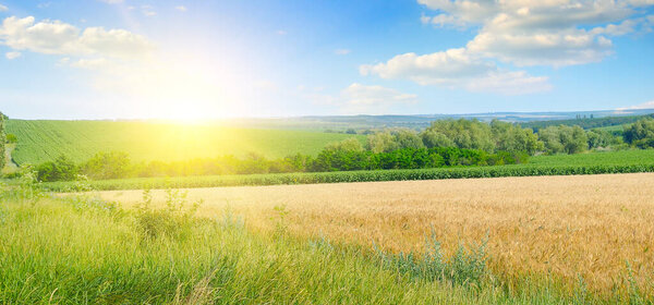 Wheat field and bright sunrise over the horizon. Wide photo.