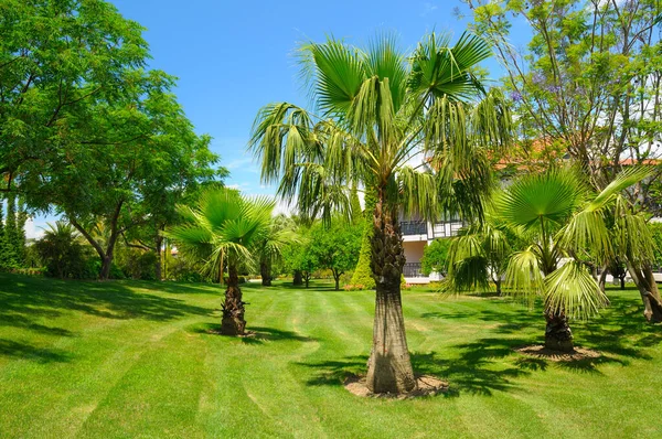 棕榈树在绿草草坪和天空 假期和旅行 — 图库照片