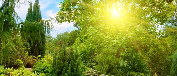 Ein Schöner Urbaner Garten Mit Nadelbäumen Und Sonne Helle Frühlingslandschaft — Stockfoto