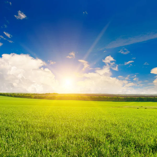 Campo Trigo Verde Amanecer Brillante Sobre Horizonte —  Fotos de Stock