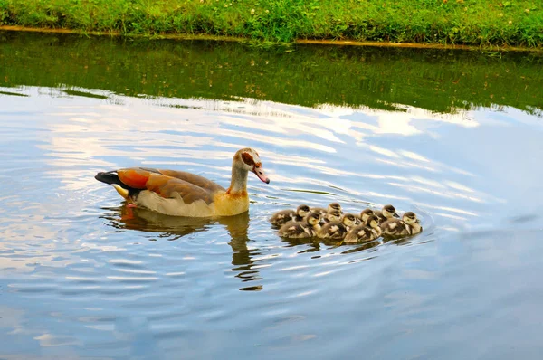 Libák Goslings Úszkálnak Folyó Mentén — Stock Fotó