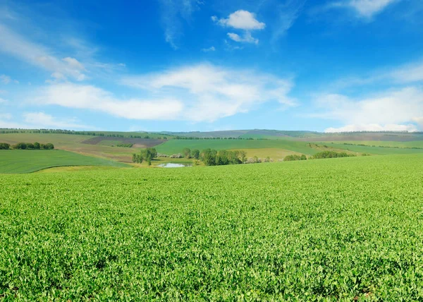 Grüne Erbsenfelder Und Blauer Himmel Schöne Landschaft Mit Einer Hügeligen — Stockfoto