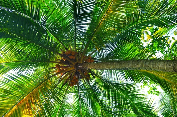 Palma Cocco Con Foglie Lussureggianti Noci Cocco Mature Concetto Vacanza — Foto Stock