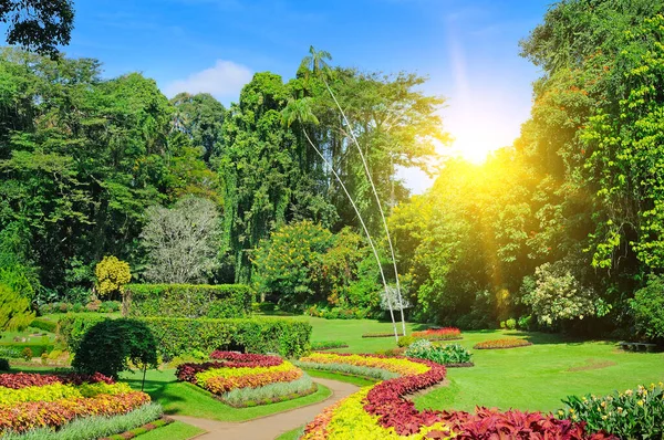 Jardín Tropical Con Árboles Plantas Exóticas Real Jardín Botánico Peradeniya — Foto de Stock