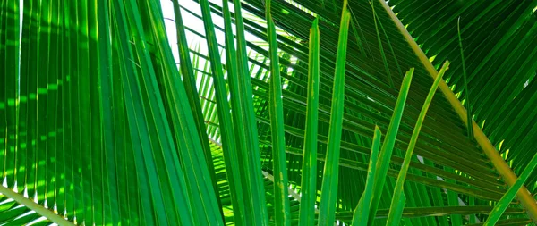 Green Palm Coconut Tree Leaves Blue Sky Background Wide Photo — Stock Photo, Image