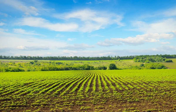 Grüne Wiese Mit Sonnenblumensprossen Und Blauem Himmel Agrarlandschaft — Stockfoto