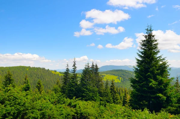 Bela Paisagem Montanhosa Encostas Montanhosas Dos Cárpatos Estão Cobertas Florestas Imagens De Bancos De Imagens