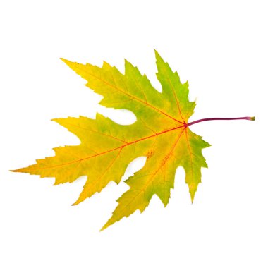 Beyaz arkaplanda sarı akçaağaç yaprağı izole.