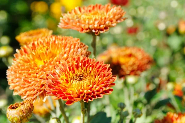 Achtergrond Van Geel Oranje Chrysanten Close Herfst Bloemen Tuin Zachte — Stockfoto
