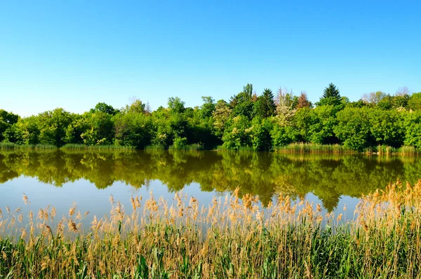 一个风景如画的湖泊 海岸上的森林和前景一片的芦苇 夏季风景 — 图库照片