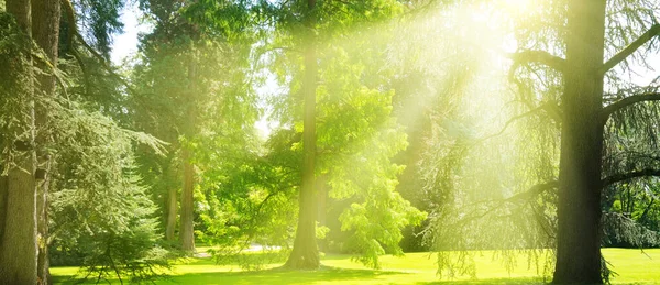 春天美丽的森林 灿烂的阳光照耀着树木 全息图 — 图库照片