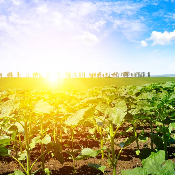 Grönt Solrosfält Och Soluppgång Vid Horisonten — Stockfoto