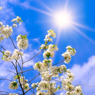 Mavi arka planda çiçek açan kiraz dalları ve güneş. Bahar manzarasının güzel çiçekli görüntüsü.