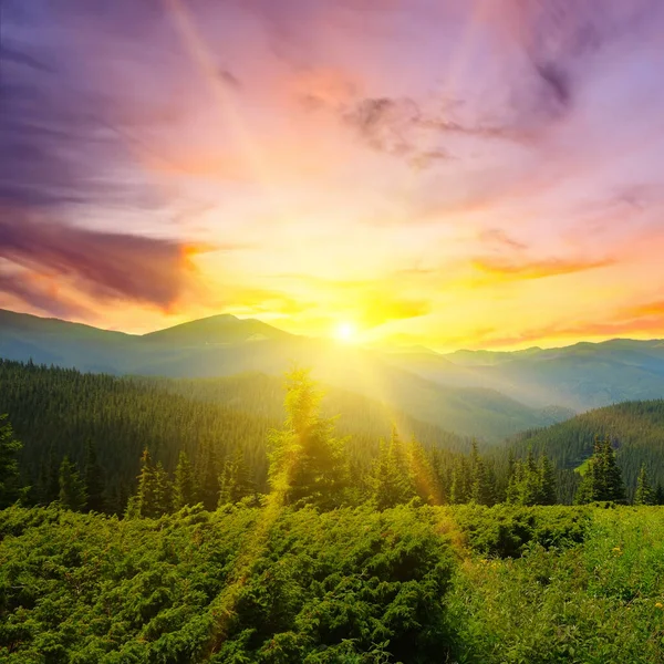 Барвистий Літній Пейзаж Карпатських Гір Захід Сонця Концепція Відпустка Подорожі — стокове фото