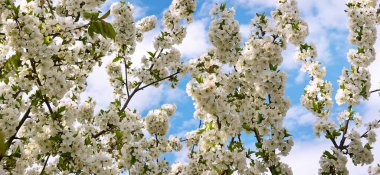 Çiçek açan kiraz ve mavi gökyüzü arkaplanı dalları. Geniş resim.