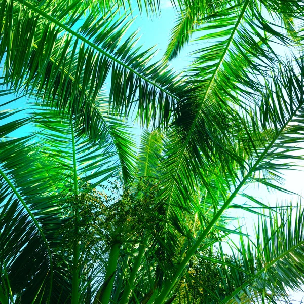 蓝天背景上的绿色棕榈或椰子树叶子 — 图库照片