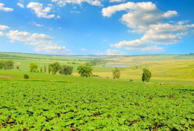 Çiftlik arazisinde ayçiçekleri ve mavi gökyüzü. Kırsal manzara