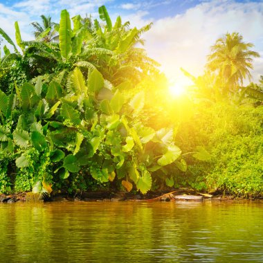 Göldeki tropik canavar ormanları, mangrovlar ve palmiyeler. Sri Lanka 'ya git.