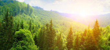 Güzel dağ manzarası. Kozalaklı ormanların üzerinde gün doğumu. Konsept - tatil ve seyahat. Geniş resim.