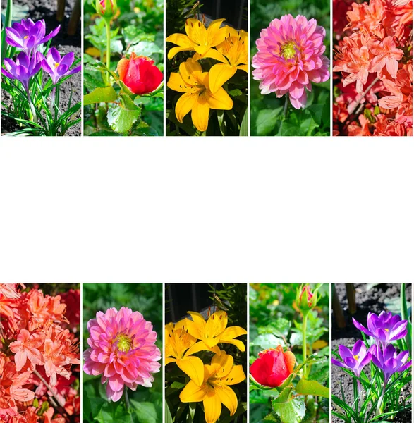 Bunte Collage Von Fotos Von Gartenblumen Platz Für Ihren Text — Stockfoto